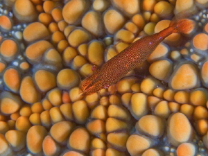 Periclemenes cf. soror on star - close up - by Alex Varani 
